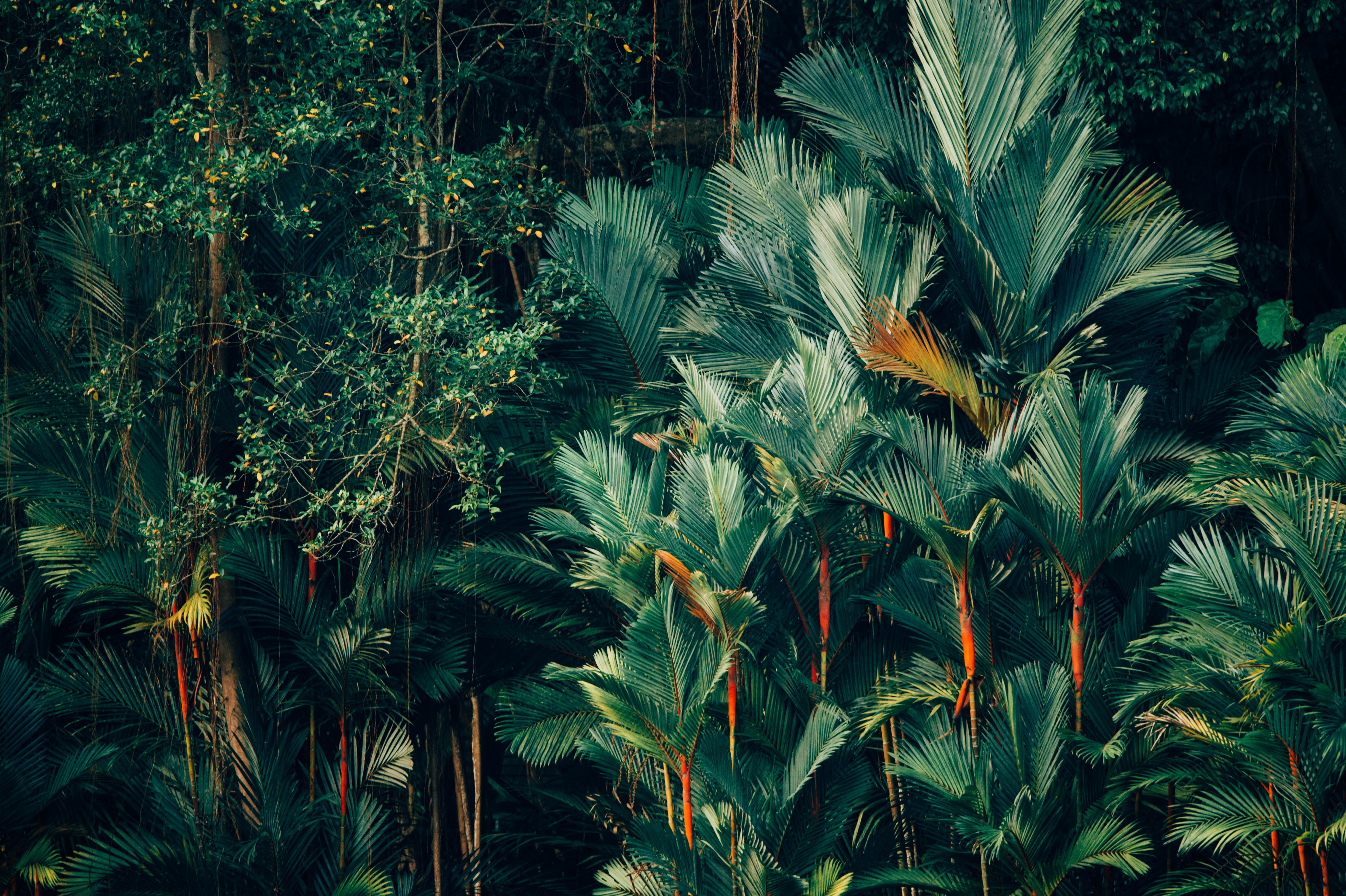 Trees In Barbados