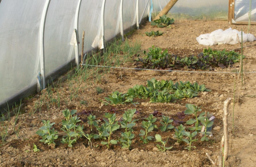 Winter in the polytunnel at Eco-Gites of Lenault, Normandy