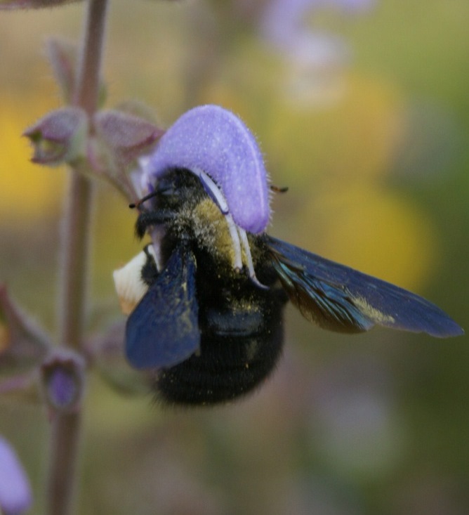 Carpenter bee at Eco-Gites of Lenault, Normandy