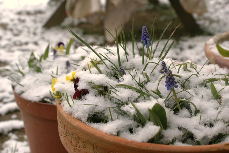 Spring snow in my Normandy garden