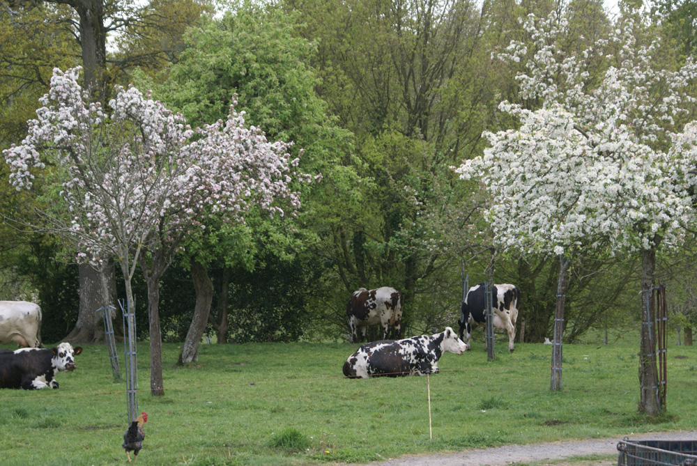 Apple orchard in blossom in Normandy