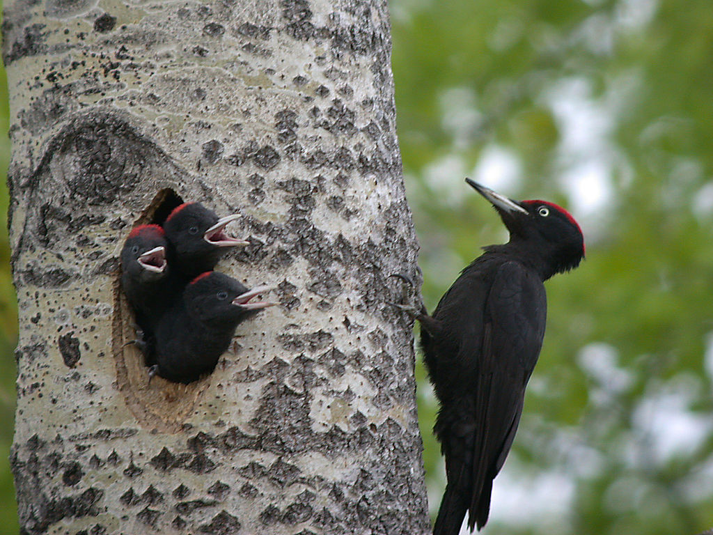 Black Woodpecker feeding young