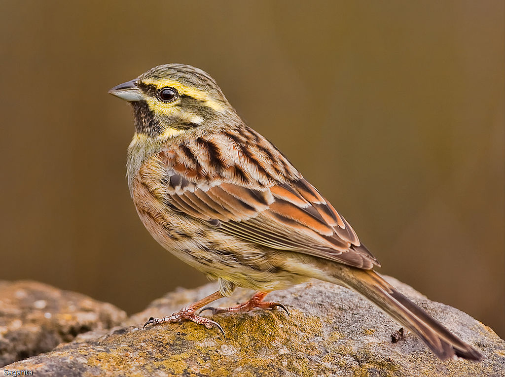 Cirl Bunting