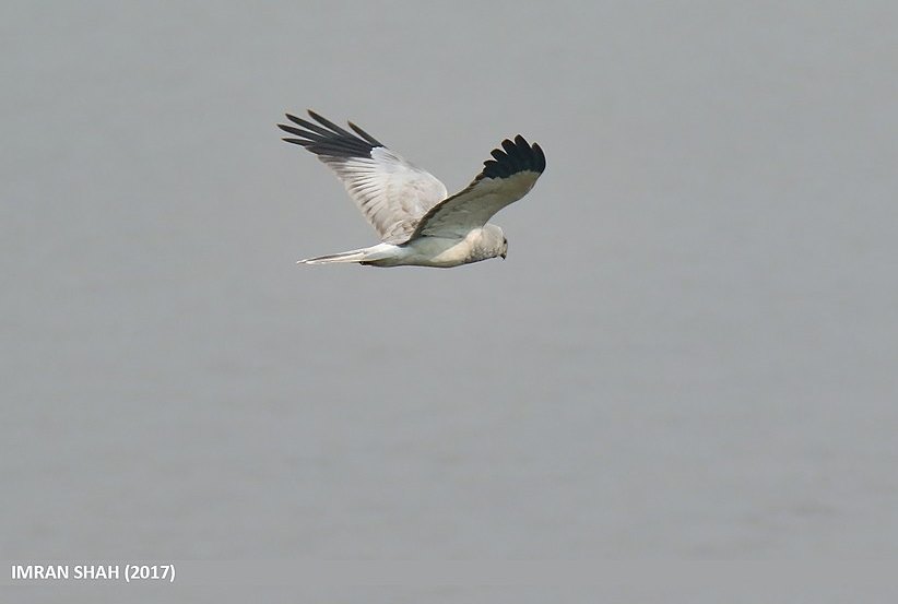 Hen Harrier (male) in flight