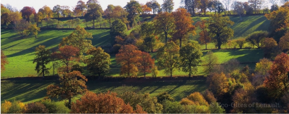 Autumn trees in Normandy