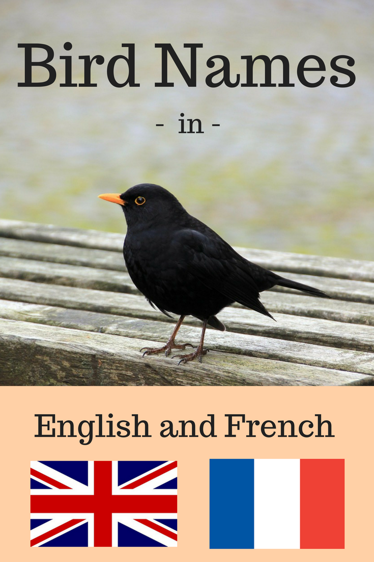 Bird names in French