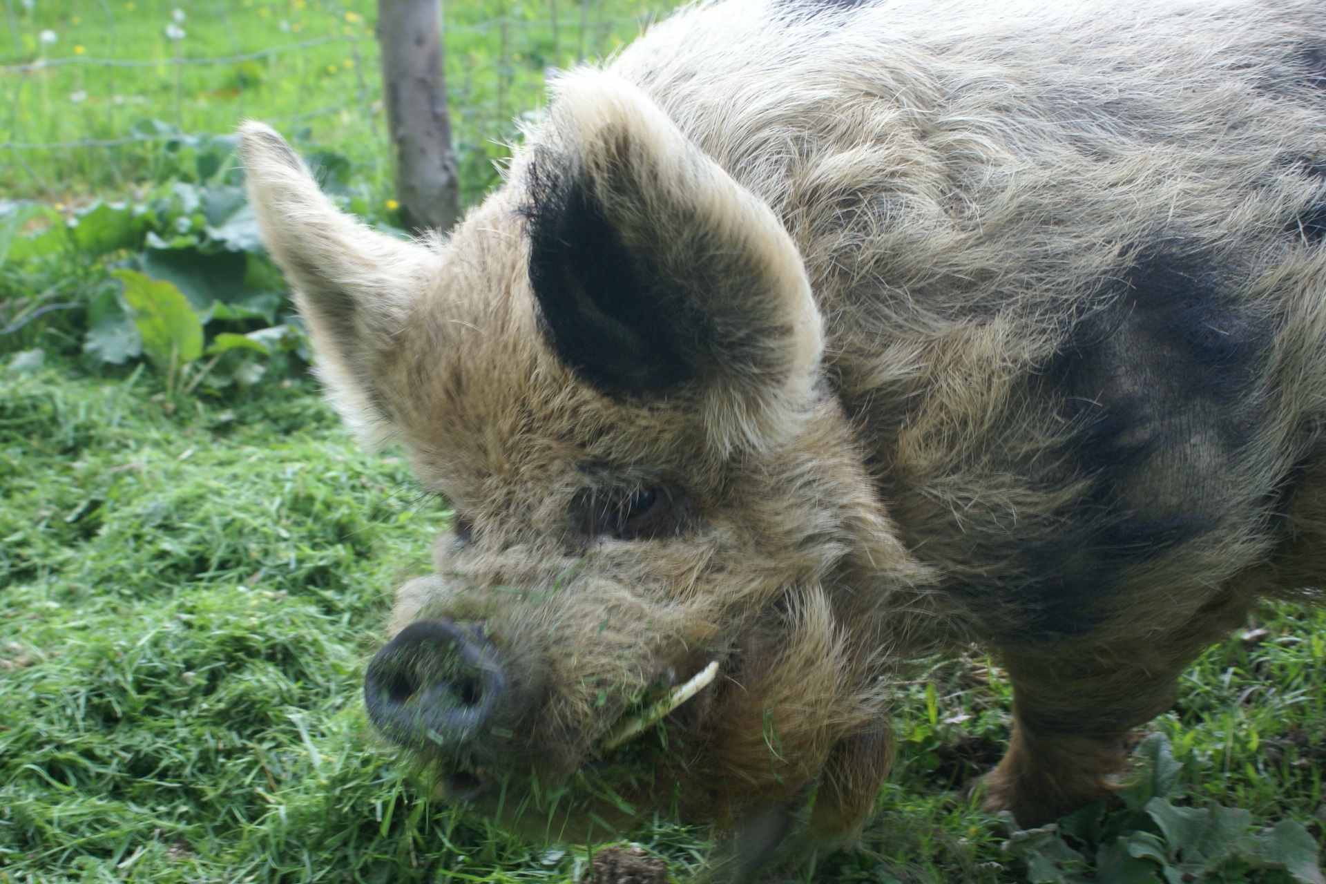 Boris, the resident pig at Eco-Gites of Lenault
