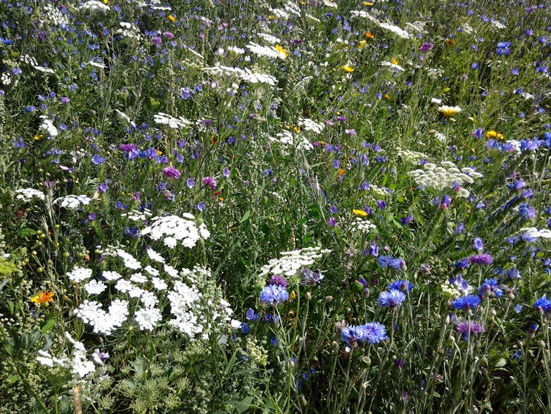 Wild flowers in Caen