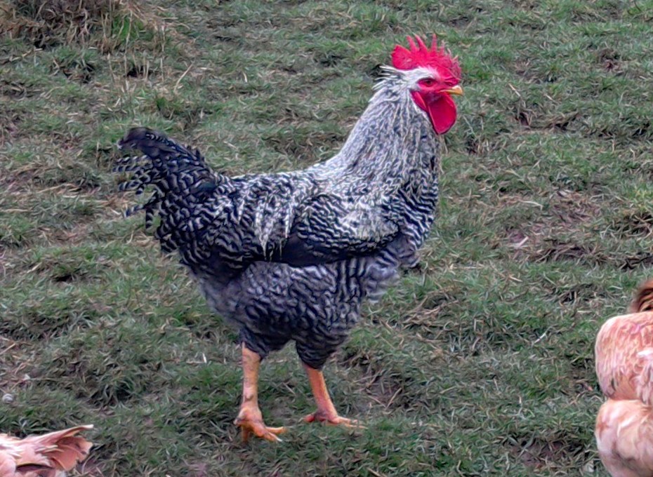 Our cockerel at Eco-Gites of Leanult, a holiday home in Normandy