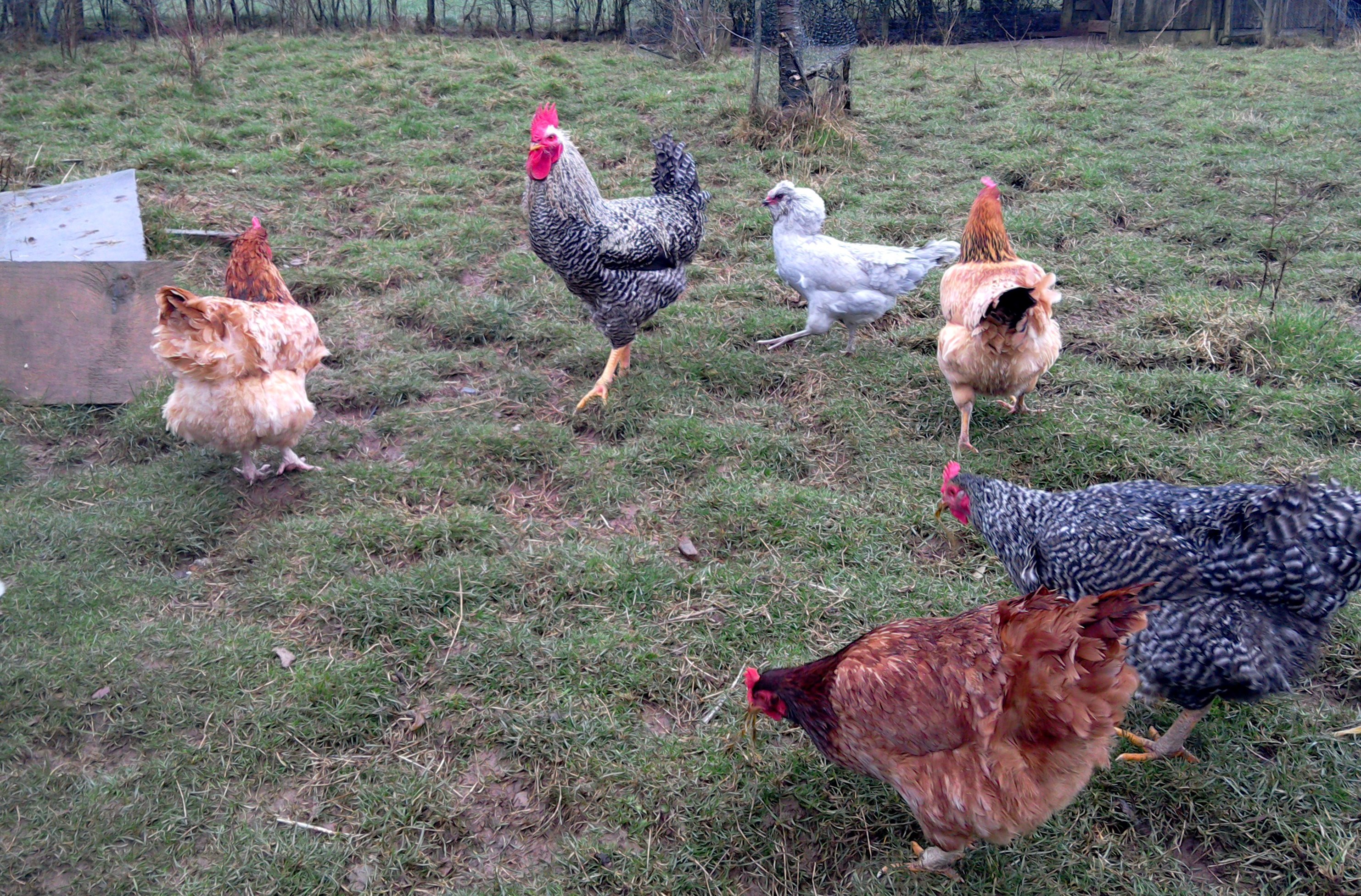Our cockerel and hens at Eco-Gites of Lenault, family friendly holidays in Normandy