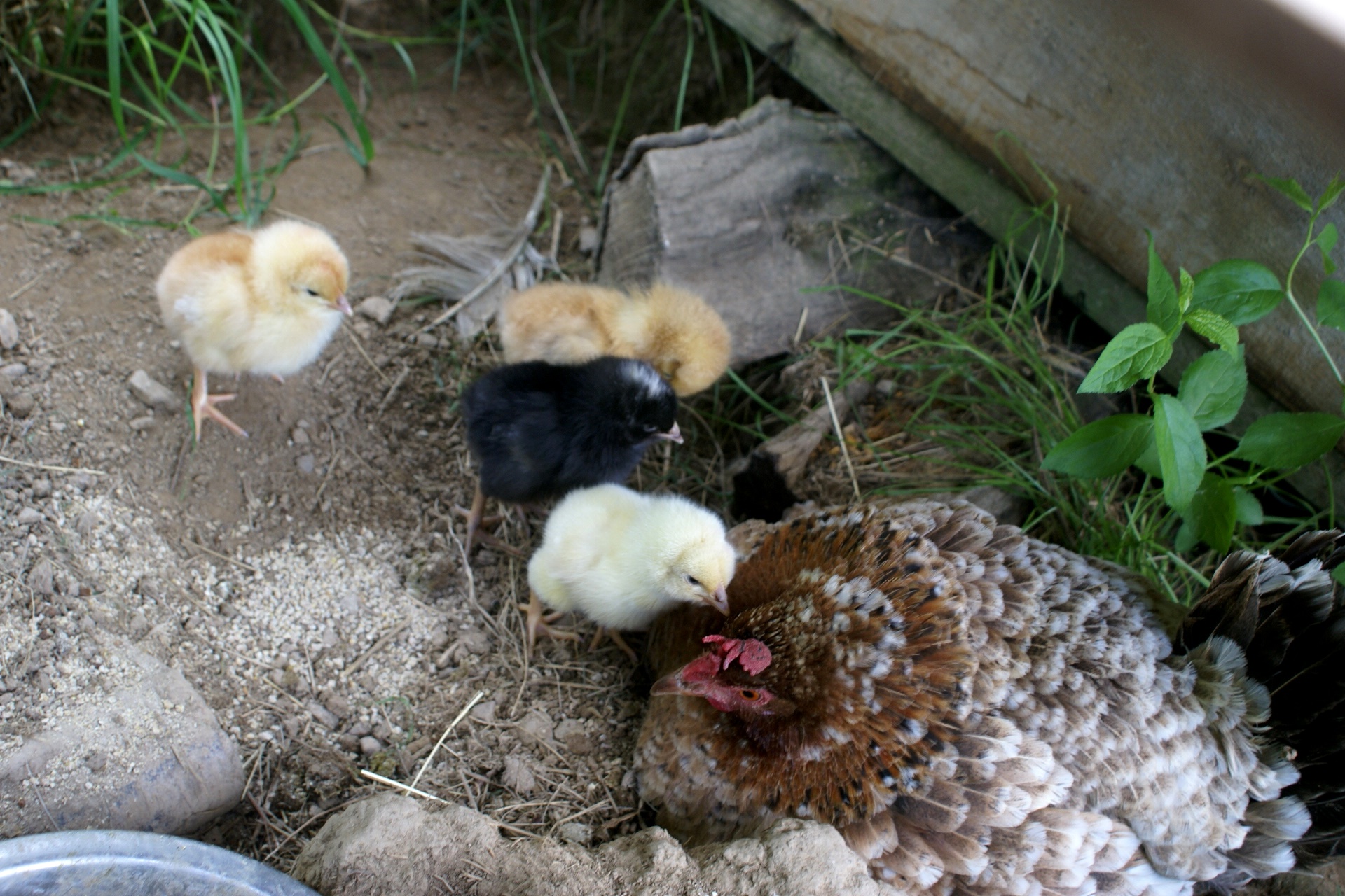 Chicks at Eco-Gites of Lenault, a holiday cottge in Normandy