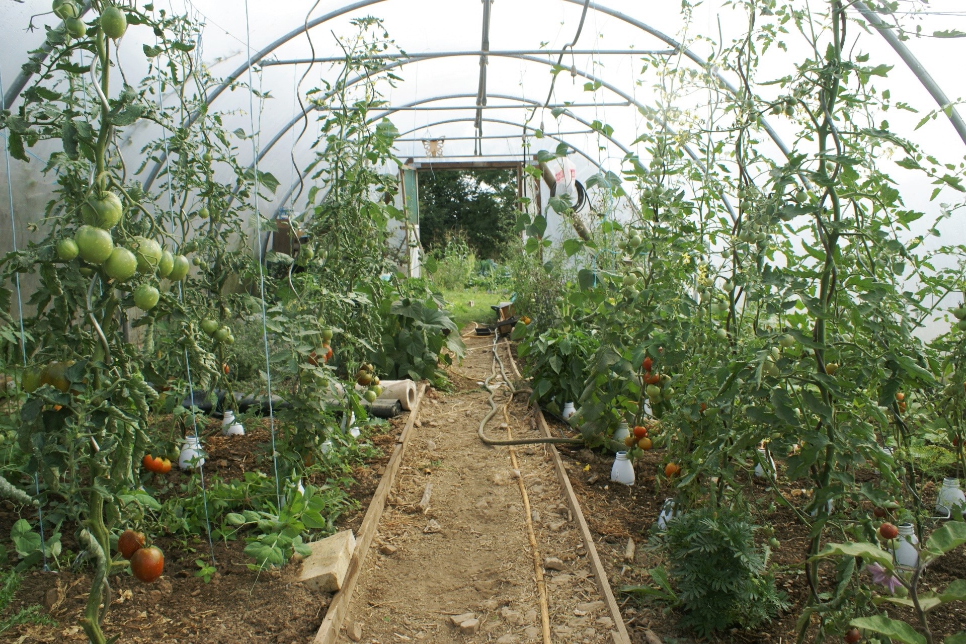 My Normandy Polytunnel