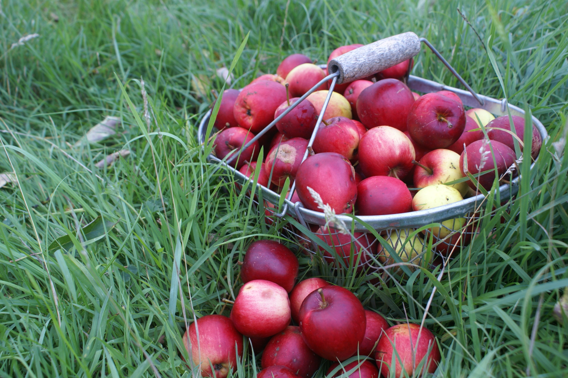 Apple harvest at Eco-Gites of Lenault, Normandy