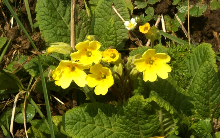 Primroses at Eco-Gites of Lenault, a holiday rental in Normandy