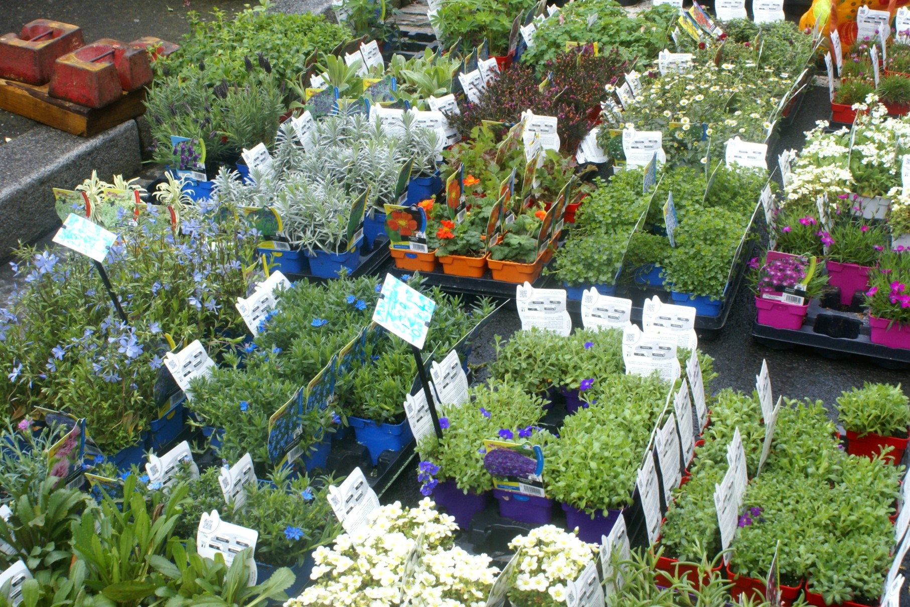 Plants for sale at a Normandy market