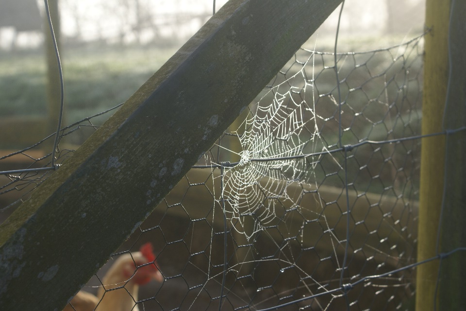 Autumn cobweb at Eco-Gites of Lenault, Normandy