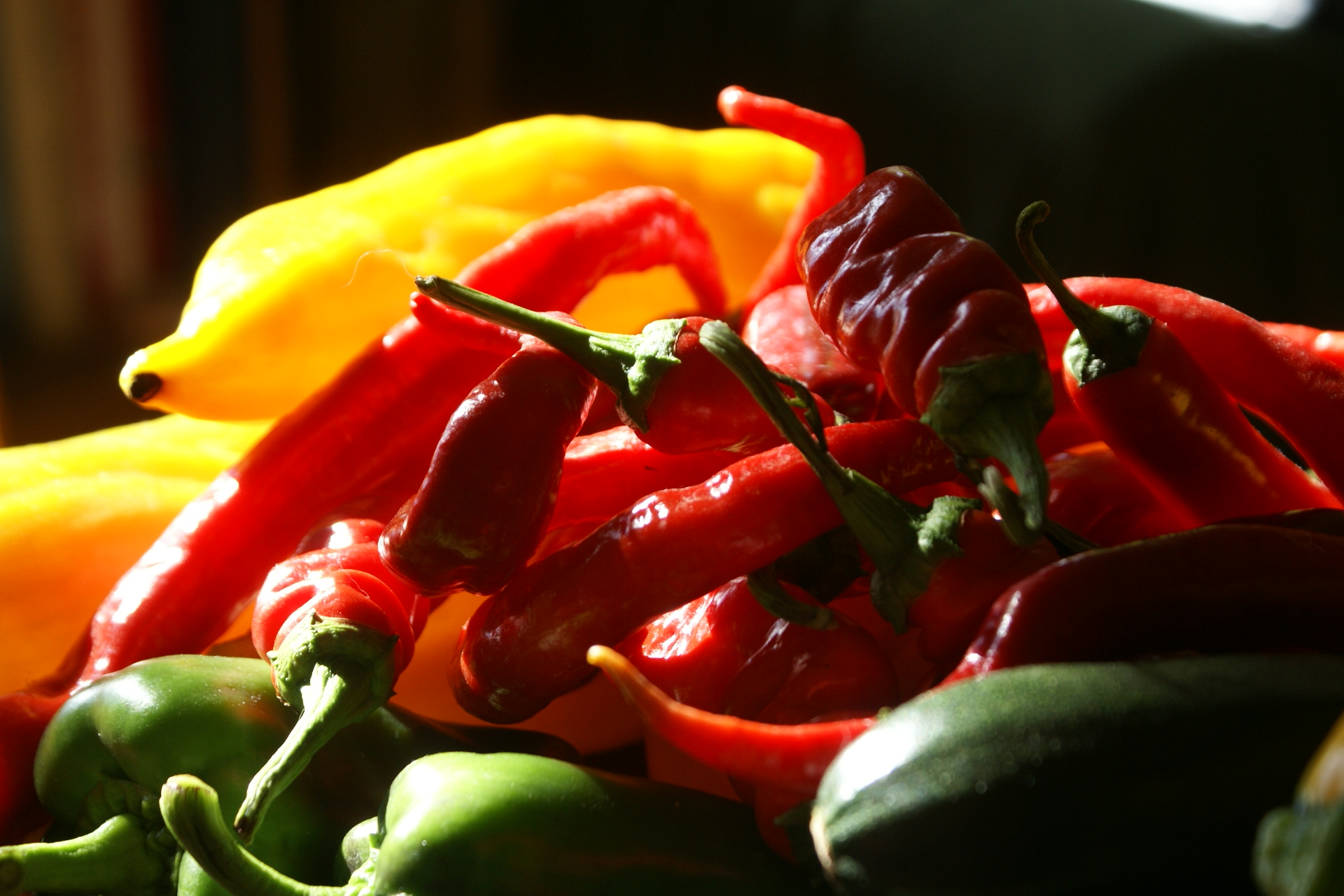 Pepper harvest at Eco-Gites of Lenault