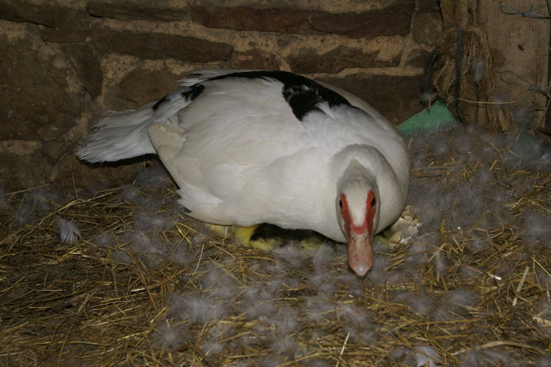 Ducklings hiding under Mother Duck