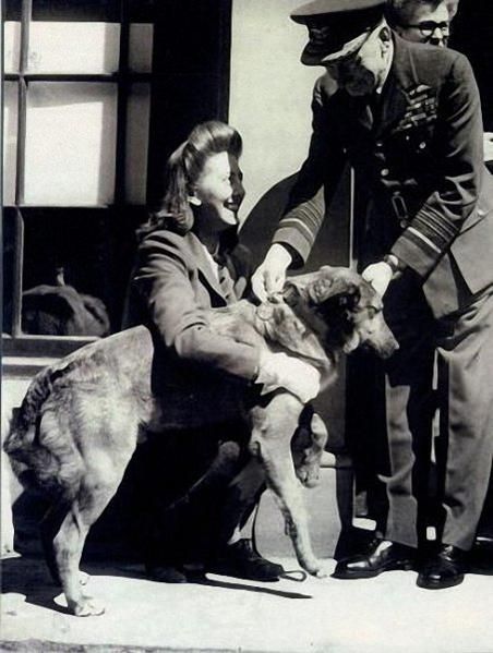 Bing, the dog "soldier" who parachuted int Normandy on D-Day