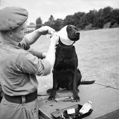 Jasper, a dog"soldier" recieving medical treatment in Normandy, 1944