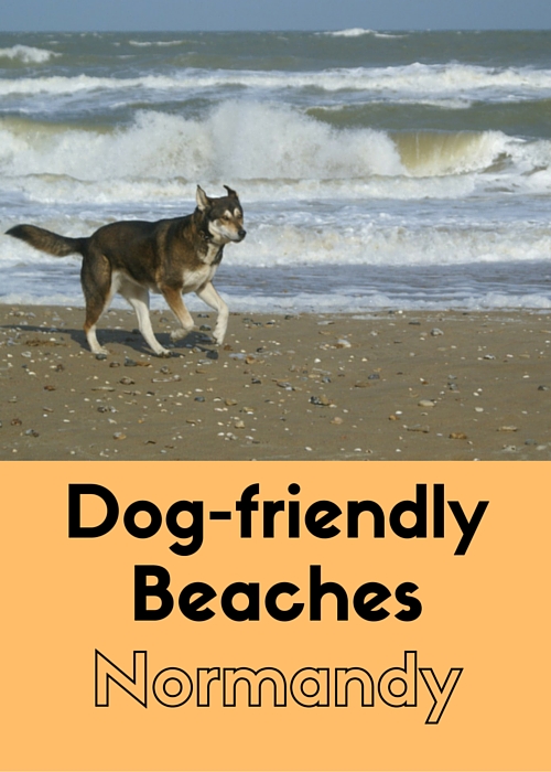 Dog friendly beaches in Normandy, France