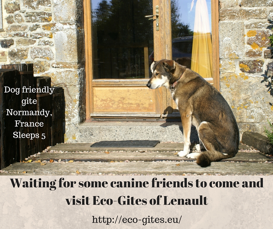 Dog friendly gite, Normandy