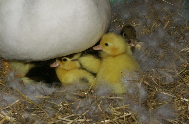 Ducklings