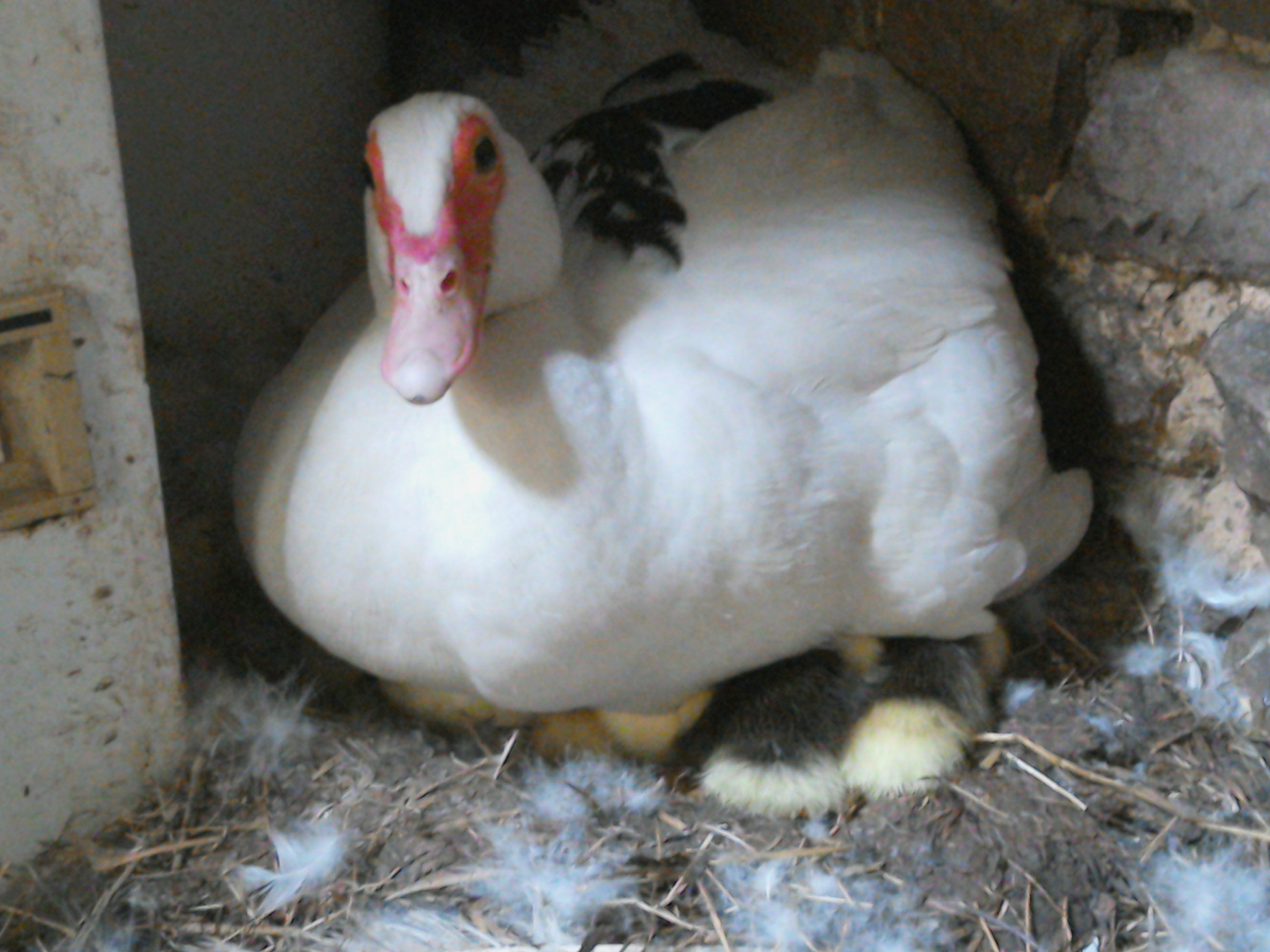 Ducklings at EcoGites of Lenault, Normandy. Hatching Day