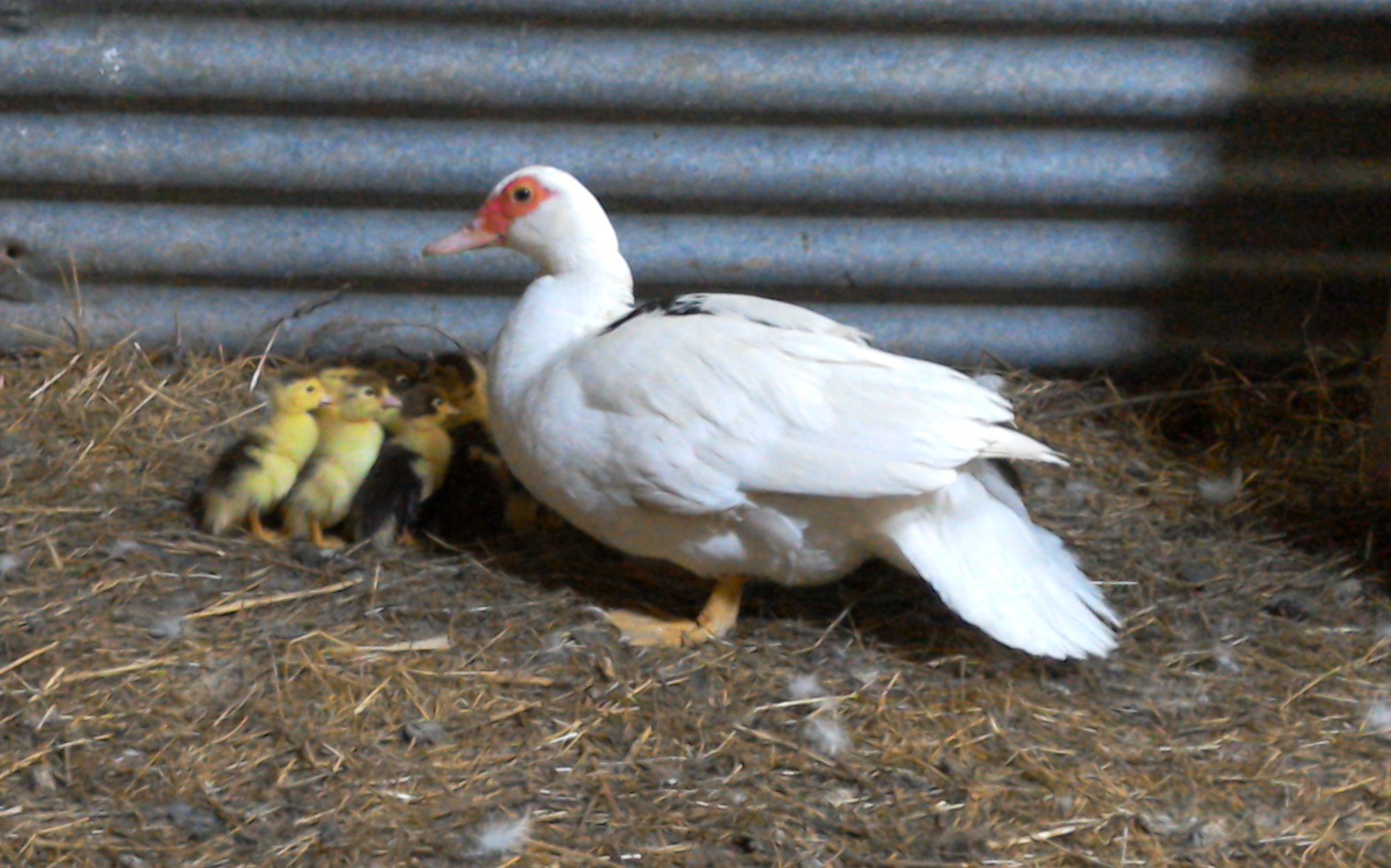 Ducklings at Eco-Gites of Lenault in Normandy, France. Day 2