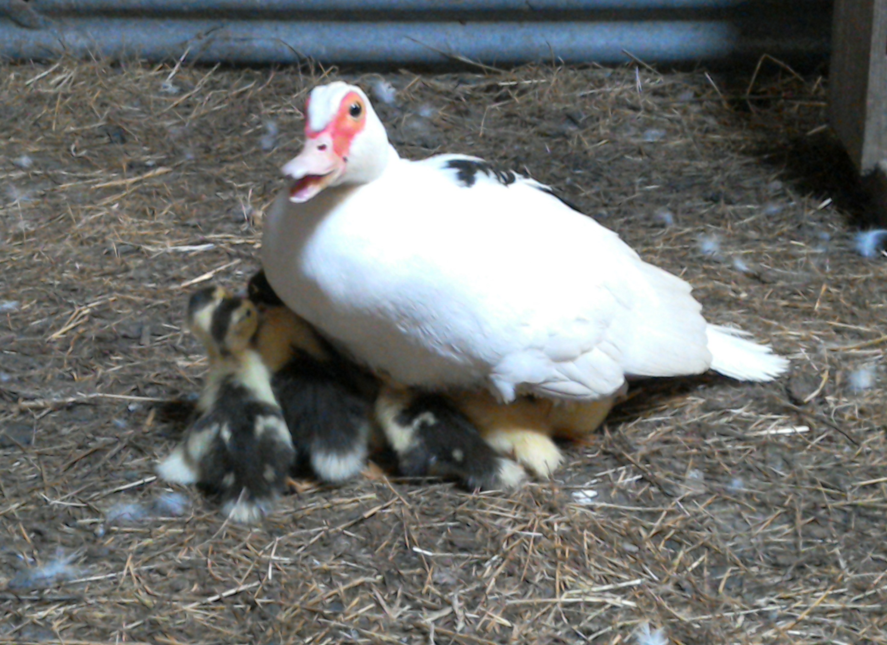 Ducklings with Mum at Eco-Gites of Lenault in Normandy