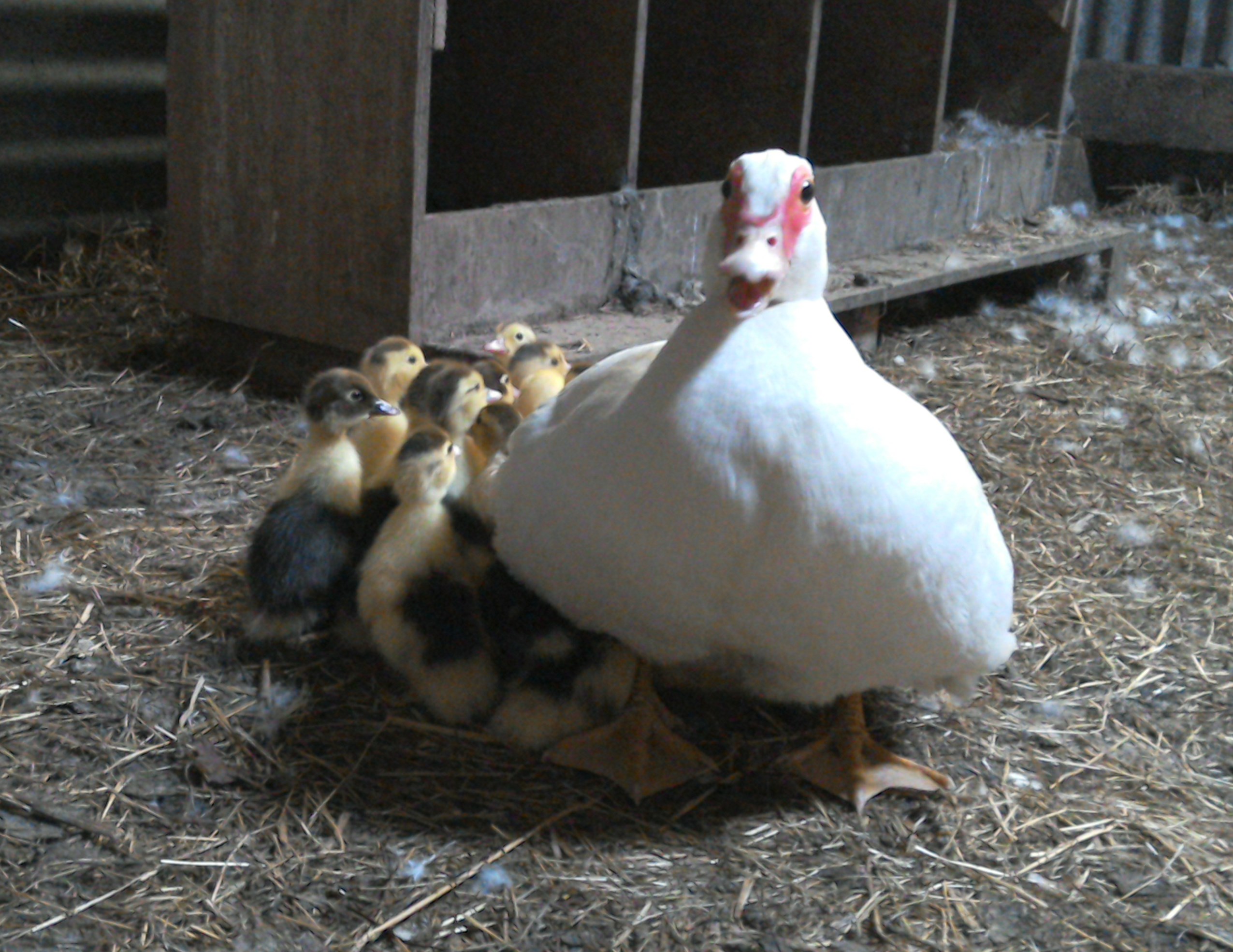 Ducklings and their Mum at Eco-Gites of Lenault in Normandy, France