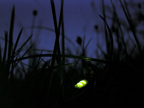 GlBy Timo Newton-Syms from Chalfont St Giles, Bucks, UK (Glow worm) [CC BY-SA 2.0 (http://creativecommons.org/licenses/by-sa/2.0)], via Wikimedia Commonsow worm 