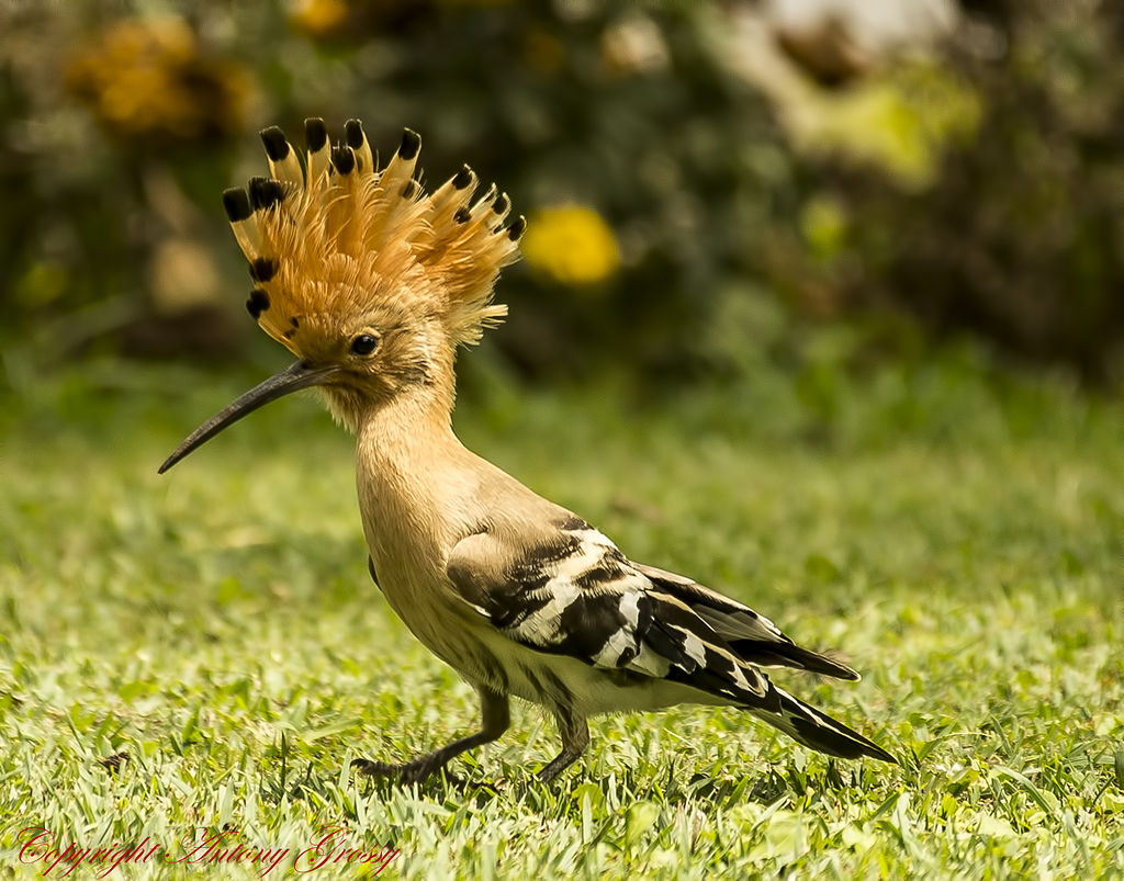 Hoopoe