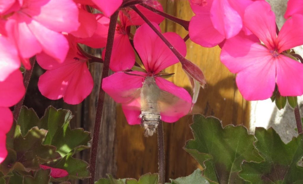 Hummingbird moth at Eco-Gites of Lenault, Normandy