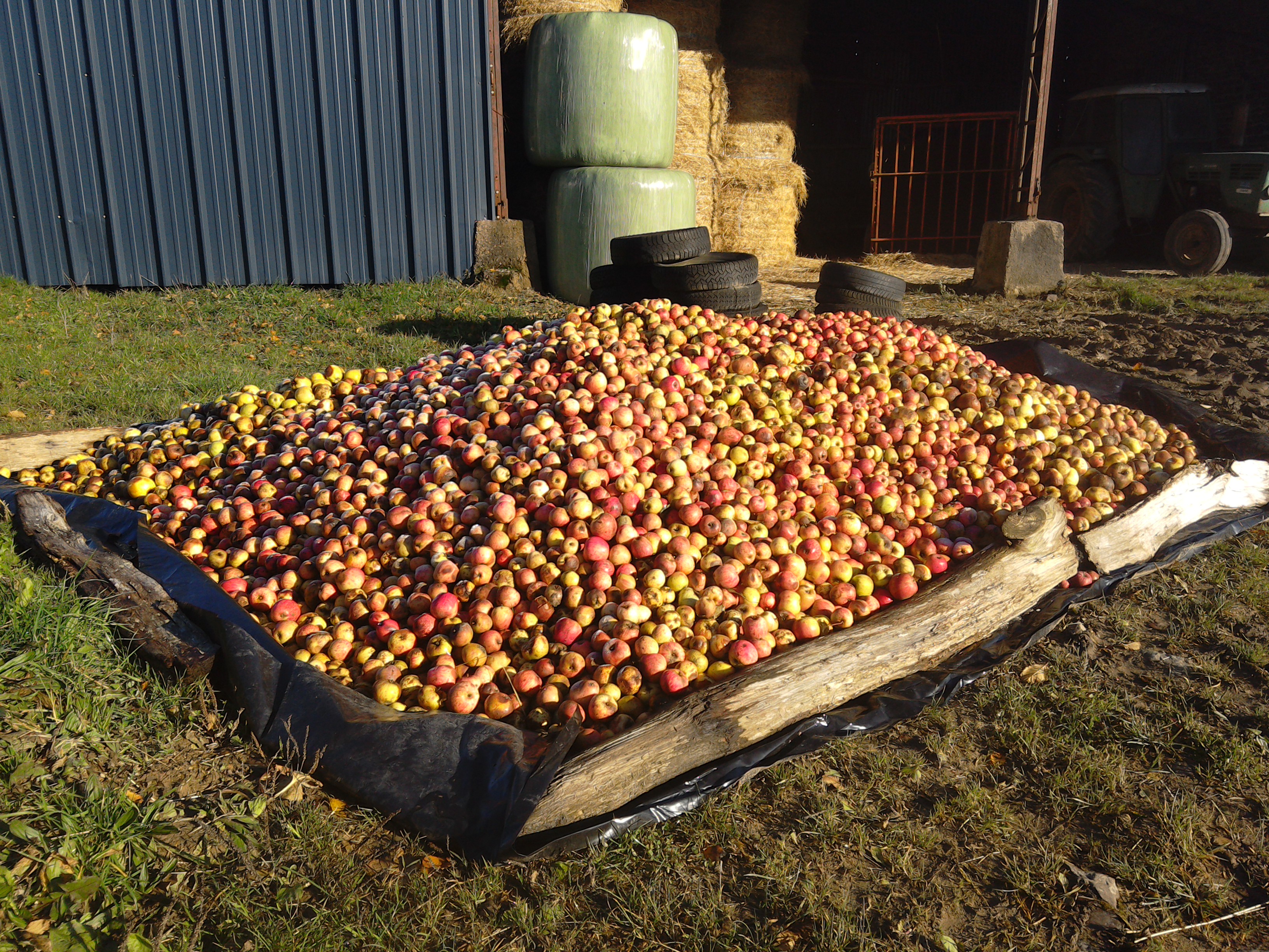 Cider apples in Normandy