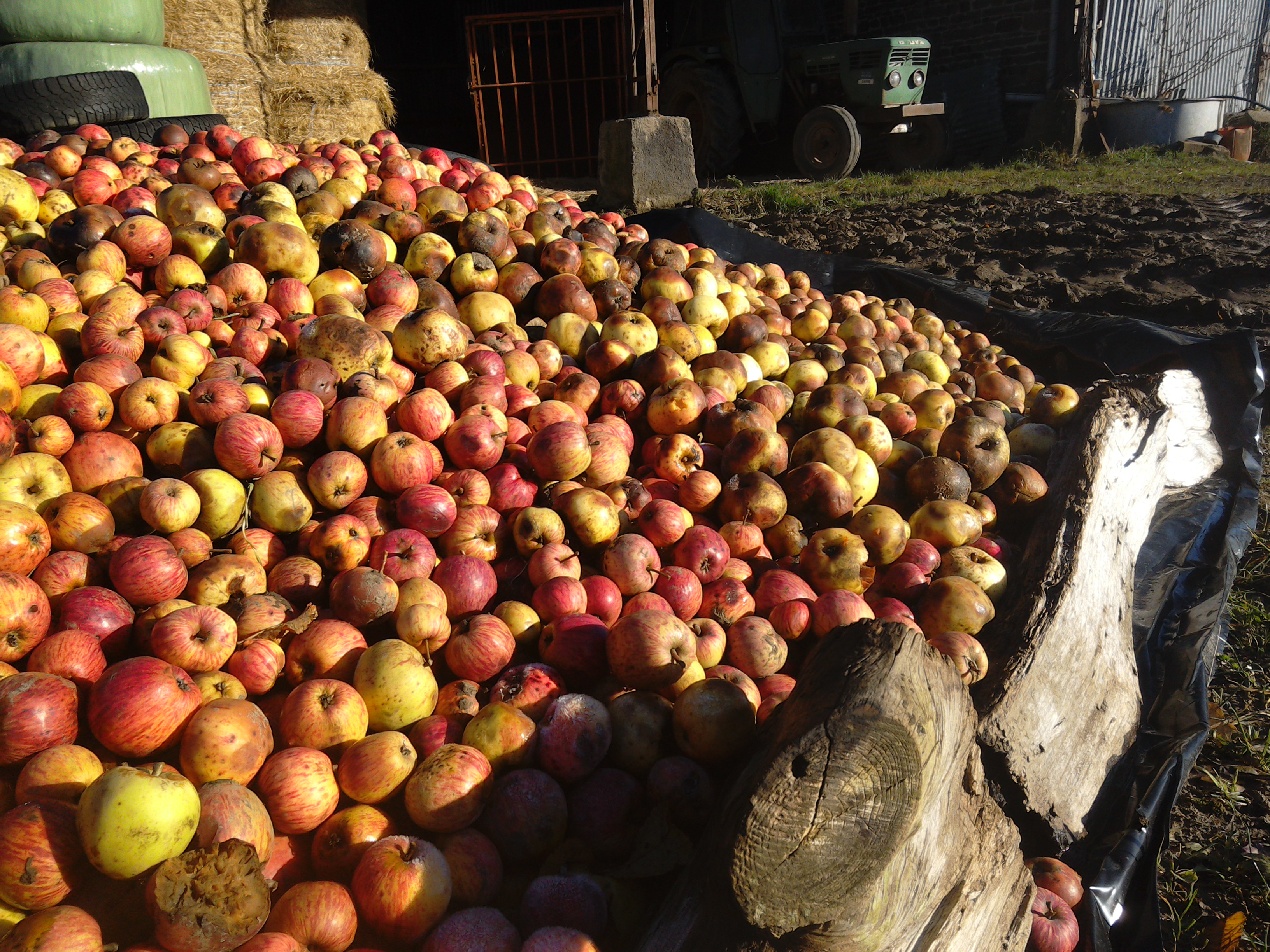 Cider apples, Normandy