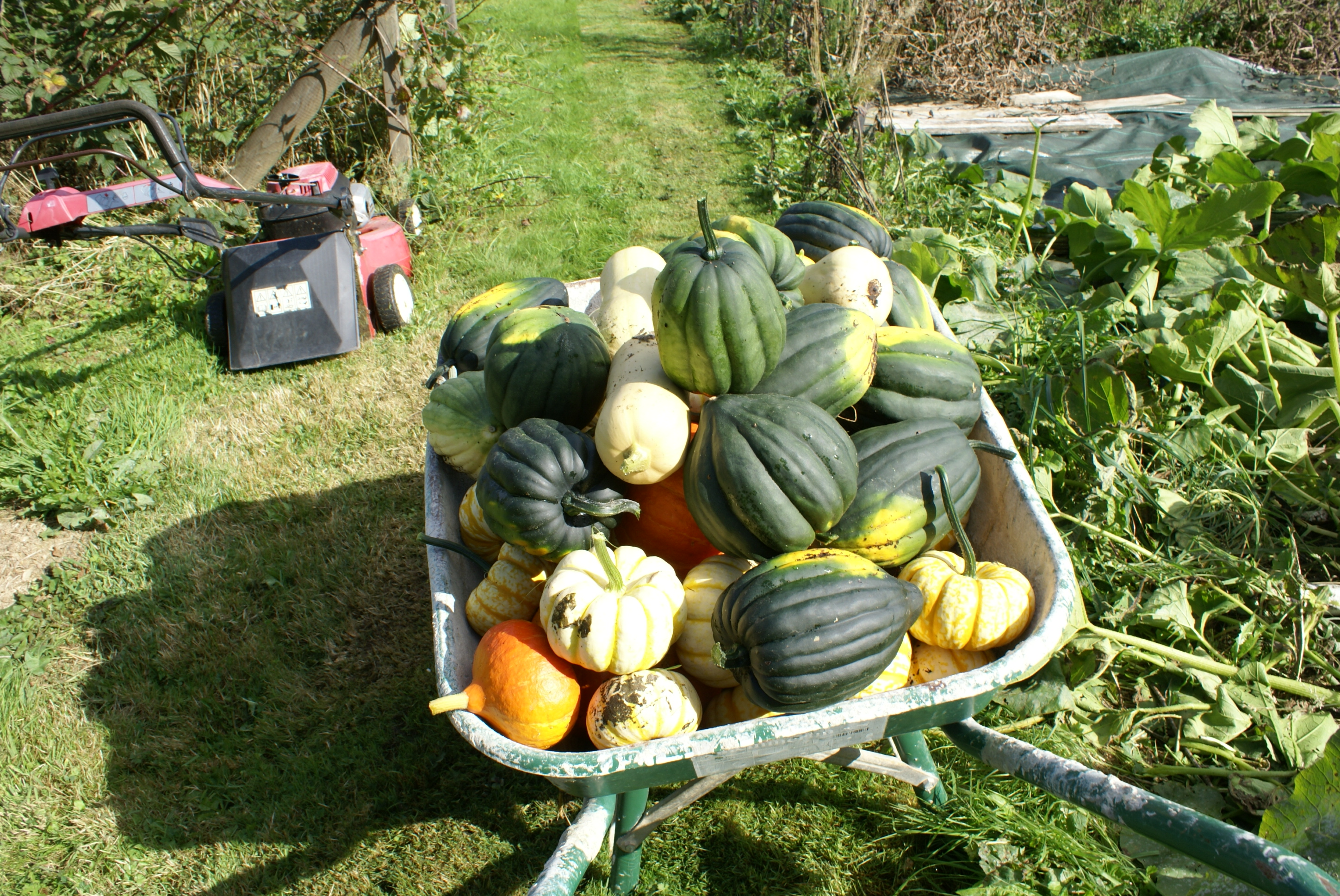 Pumpkin harvest at Eco-Gites of Lenault, Normandy