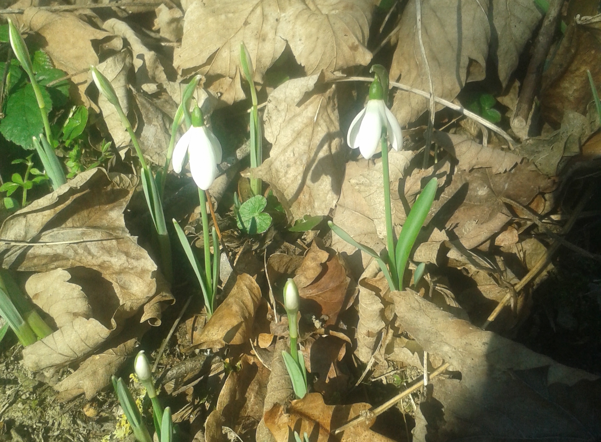 Snowdrops near Eco-Gites of Lenault, a holiday home in Normandy