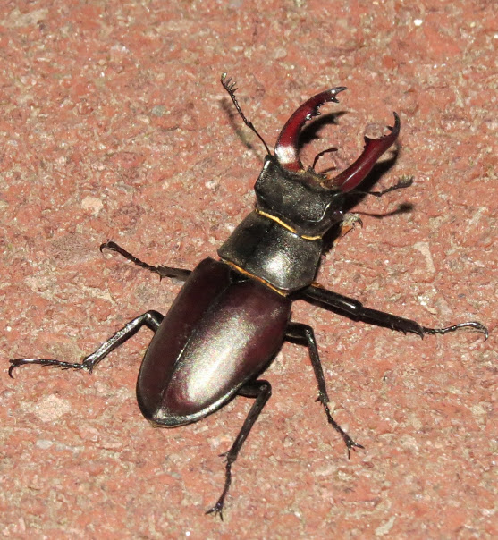 Stag Beetle