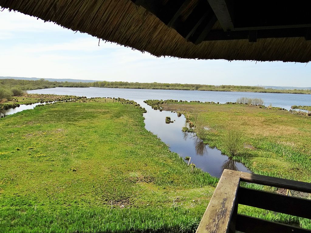 Wildlife watching from a hide at the Réserve naturelle nationale du marais Vernier, Normandie