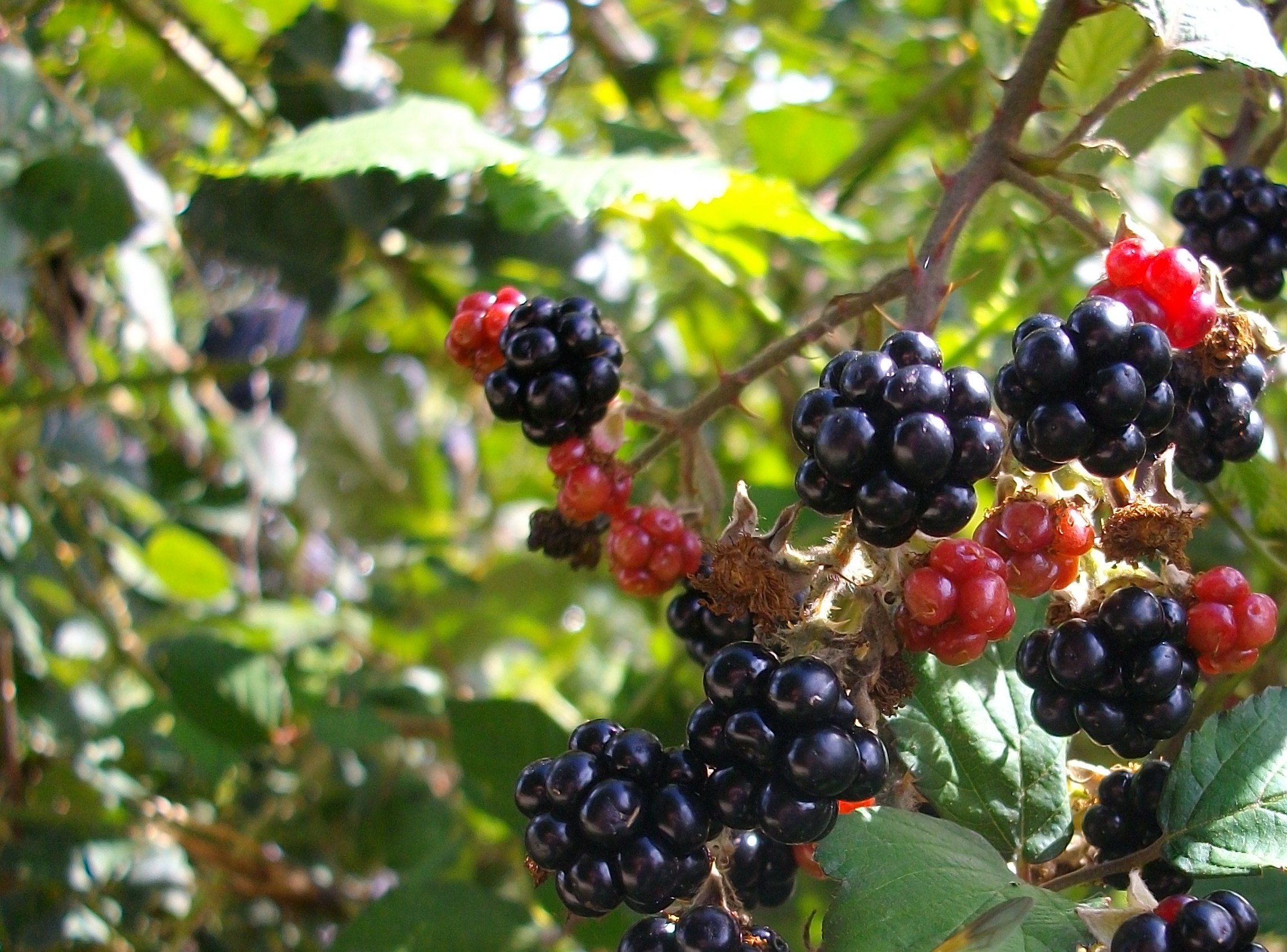 Blackberries near Eco-Gites of Lenault, Normandy