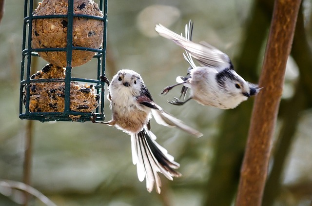 Long tailed tits on a bird feeder