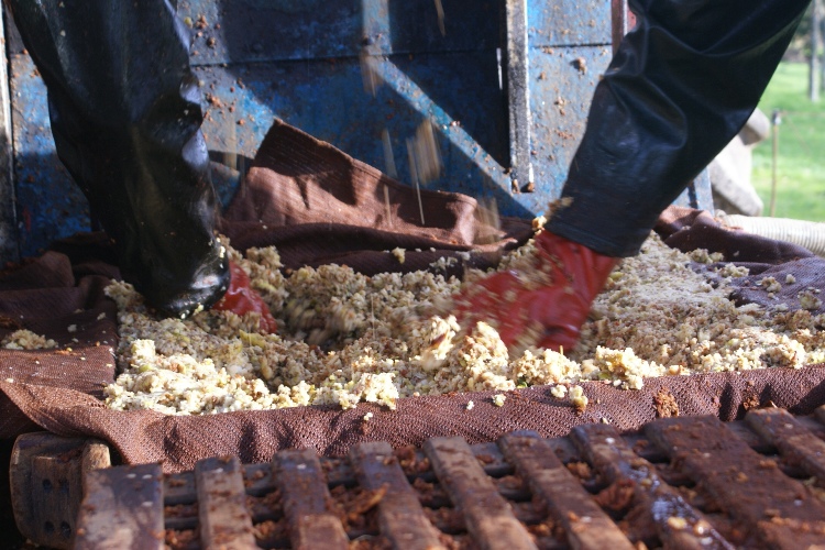 Apples being pulped before juicing, Normandy, France