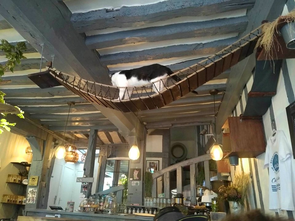 Cat Café, Rouen, Normandy