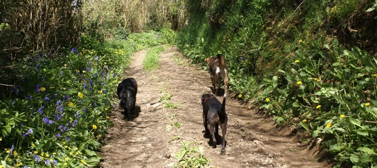Dog walk along the valley near Eco-Gites of Lenault, holiday gite in Normandy
