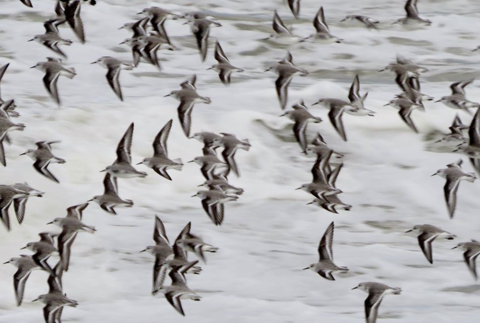 Dunlin on the Normandy coast