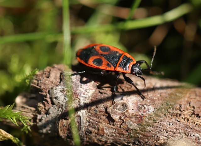 Gendarme Beetle