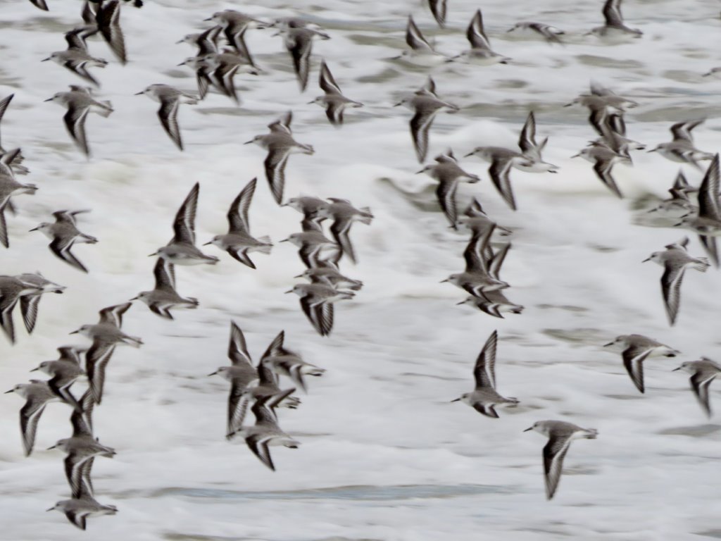 Flock of Dunlin at Ouistreham Beach, Normandy