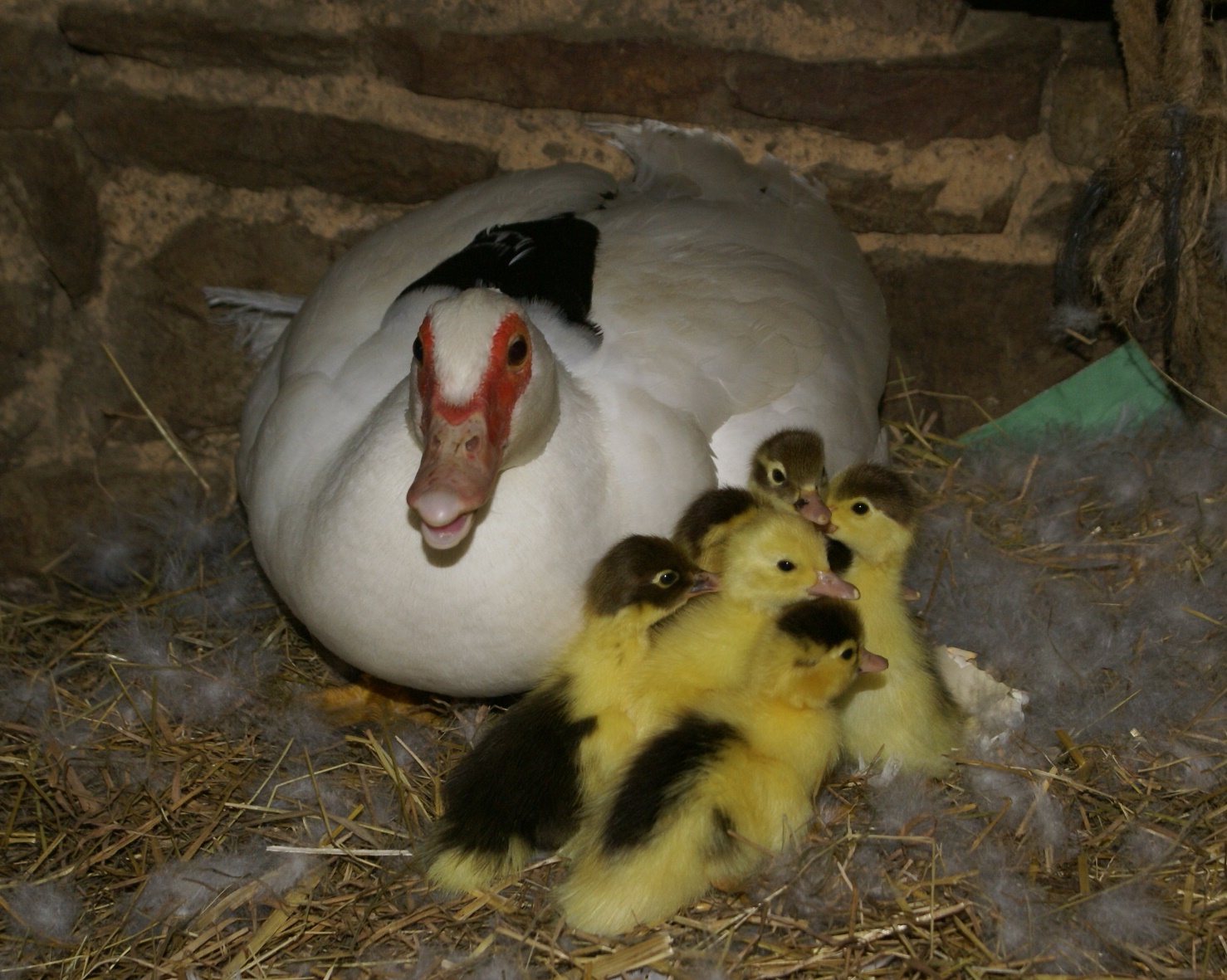 Ducklings at Eco-Gites of Leanult, Normandy