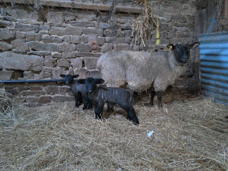 Lambs at Eco-Gites of Lenault 